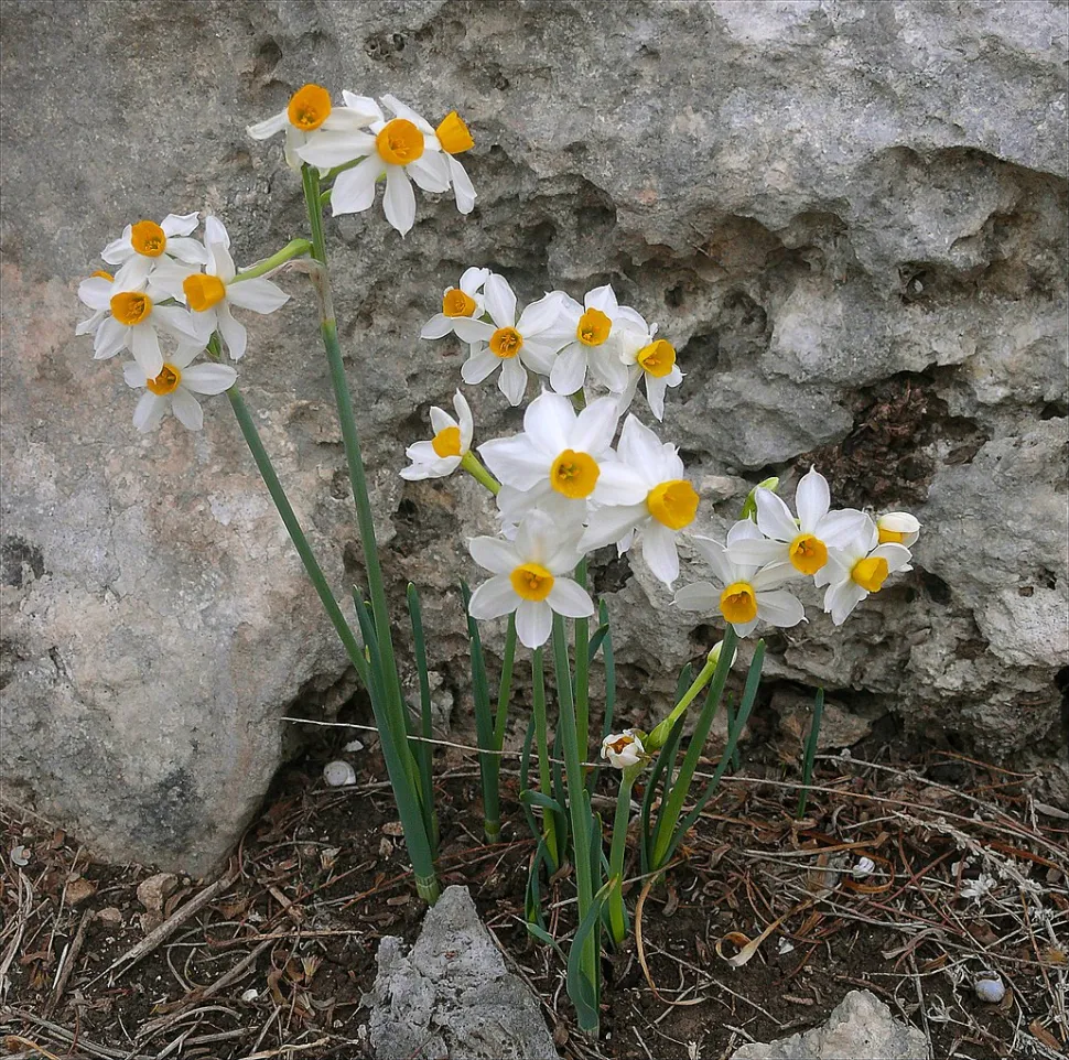 Narcissus tazetta in bloom