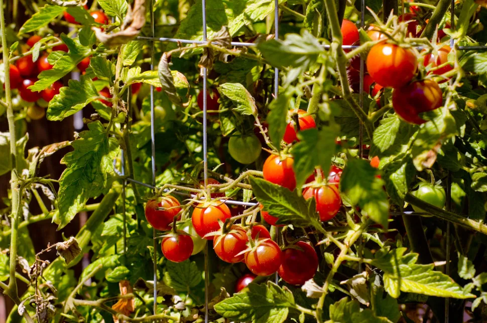 Rote Kirschtomaten