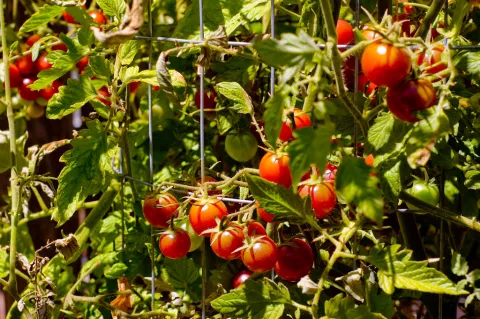 Tomates cerises rouges