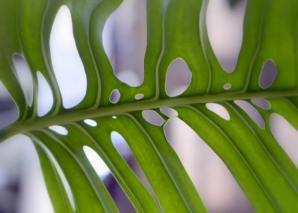 Blätter von Monstera epipremnoides