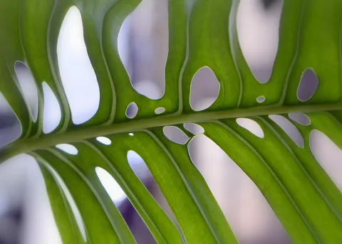 Leaves of Monstera epipremnoides