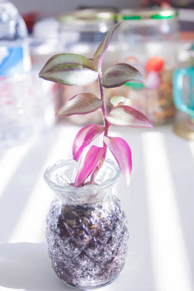 Steckling von Tradescantia pallida