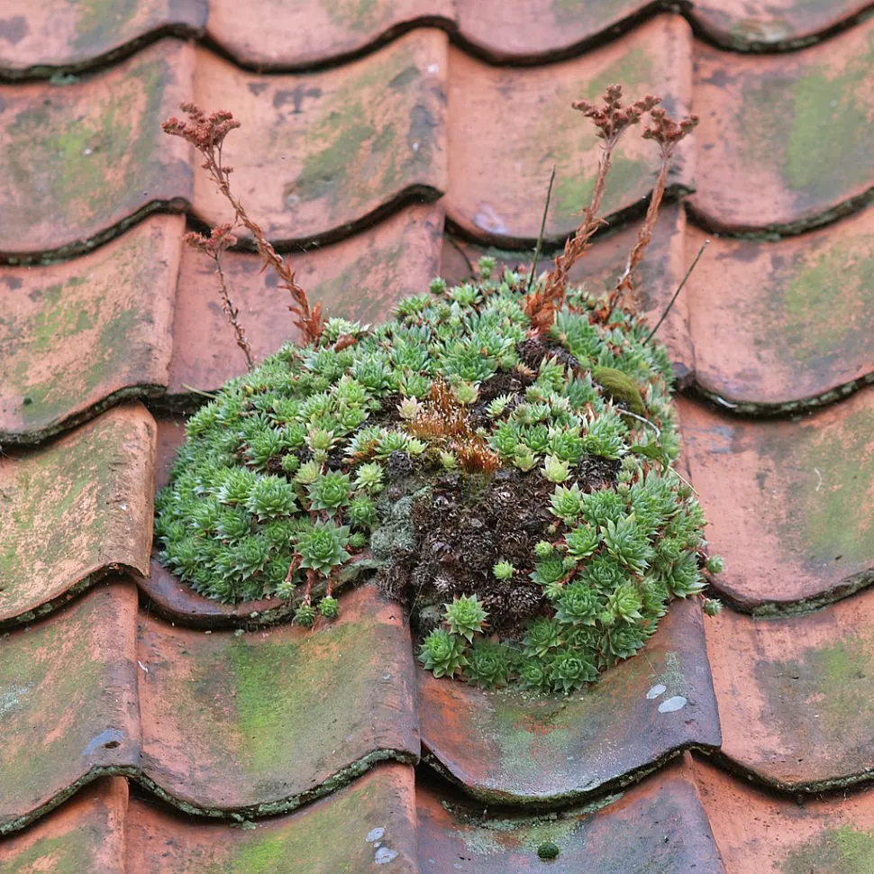 Sempervivum tectorum su un tetto
