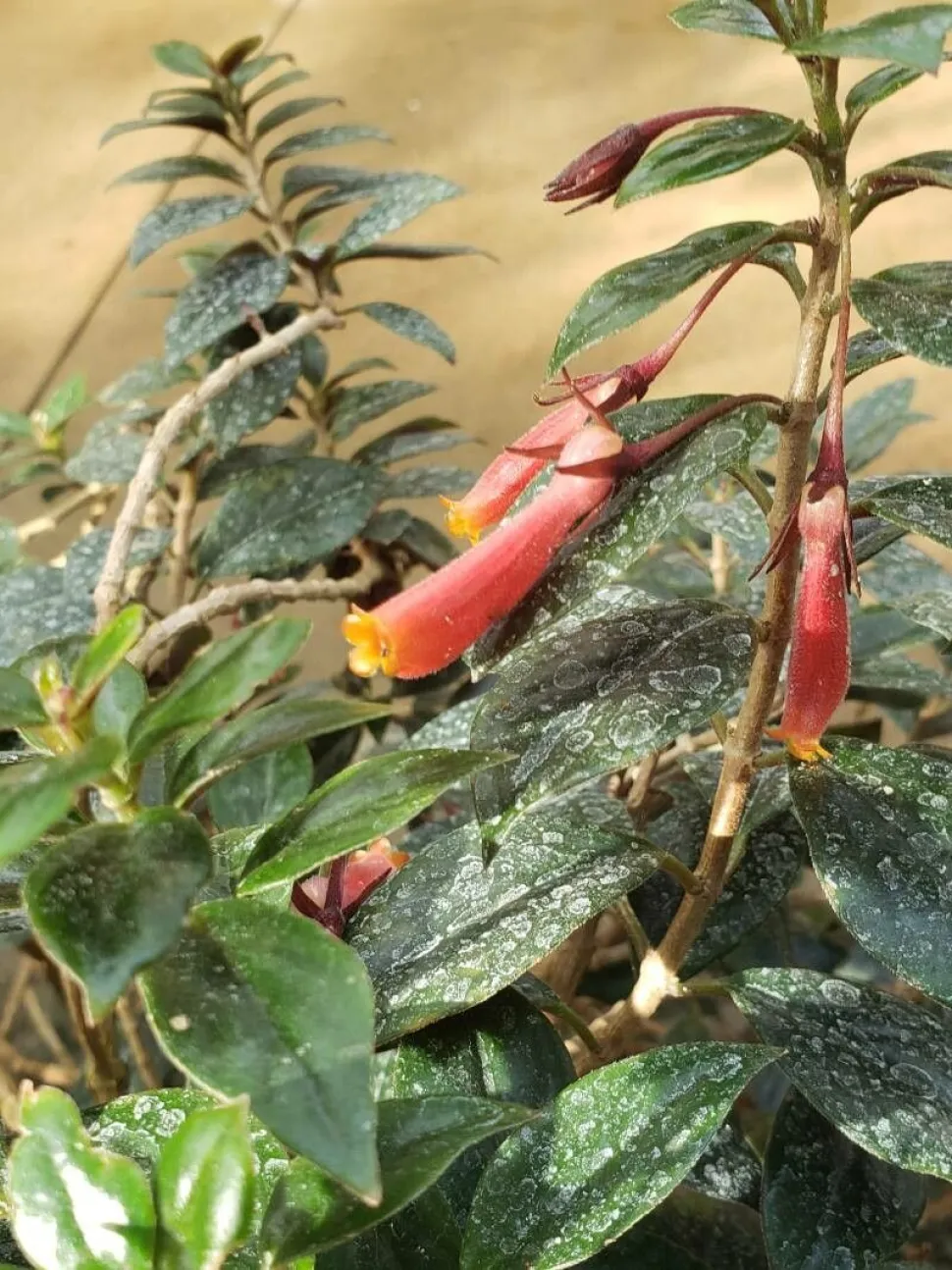 Goudvisplant Nematanthus 'Black Magic