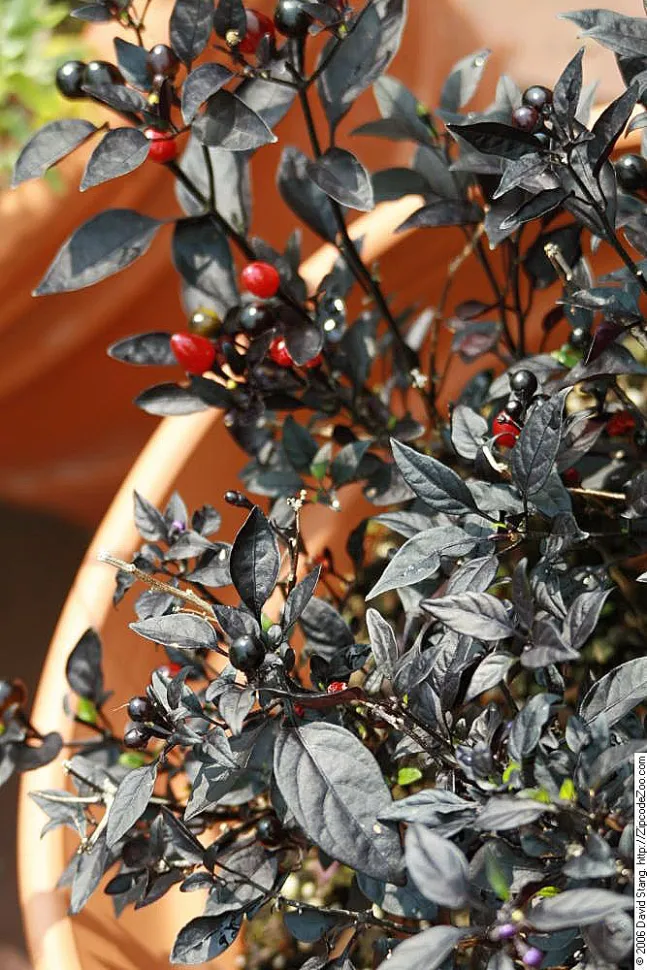 Chili Capsicum annuum schwarzes Laub rote Früchte