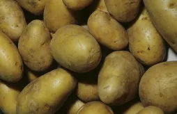 Charlotte potato tuber