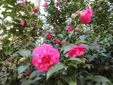Pink Camellia 'Debbie