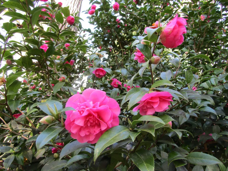 Roze Camellia 'Debbie