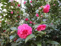Roze Camellia 'Debbie