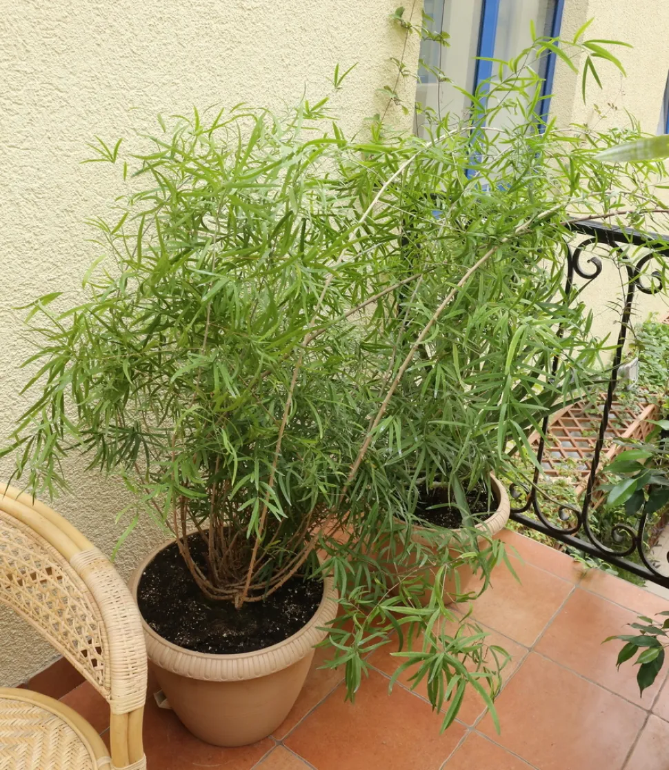 Asperges falcatus in een pot