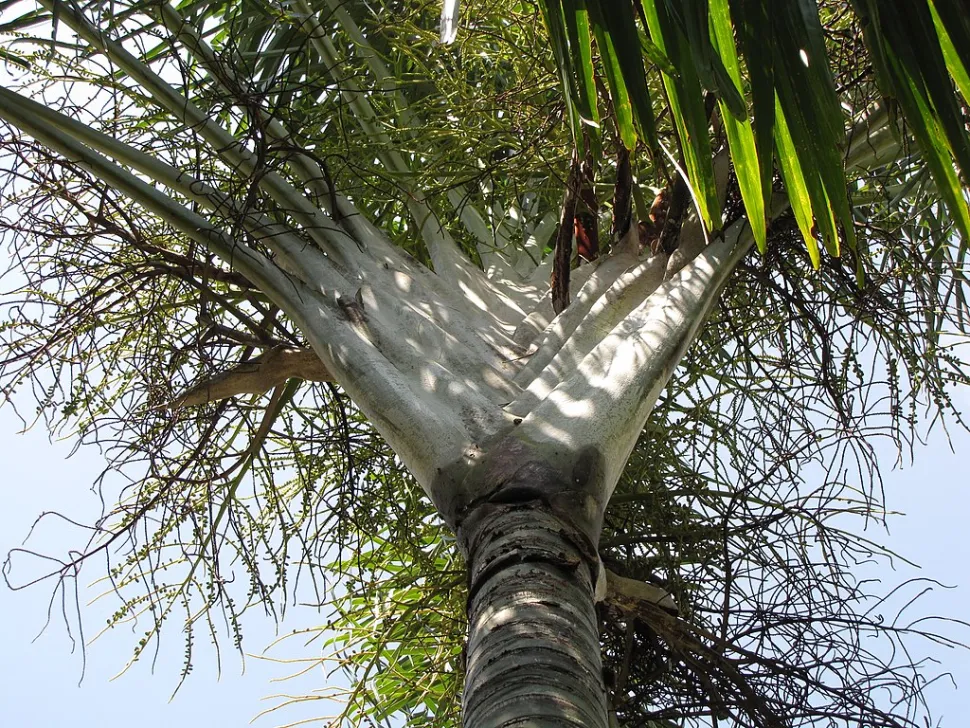 Estípula de palmeira triangular