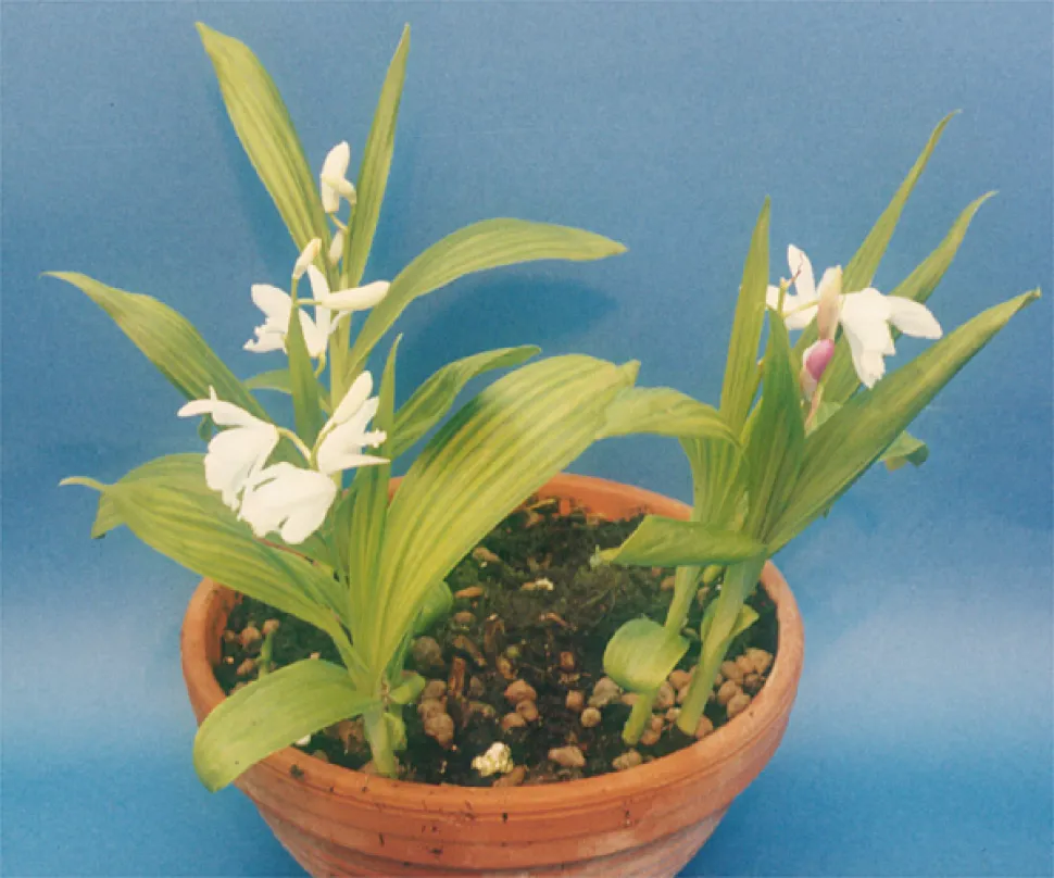 Orquídea terrestre de folhas grandes num vaso