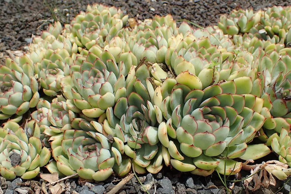Echeveria pulidonis no solo