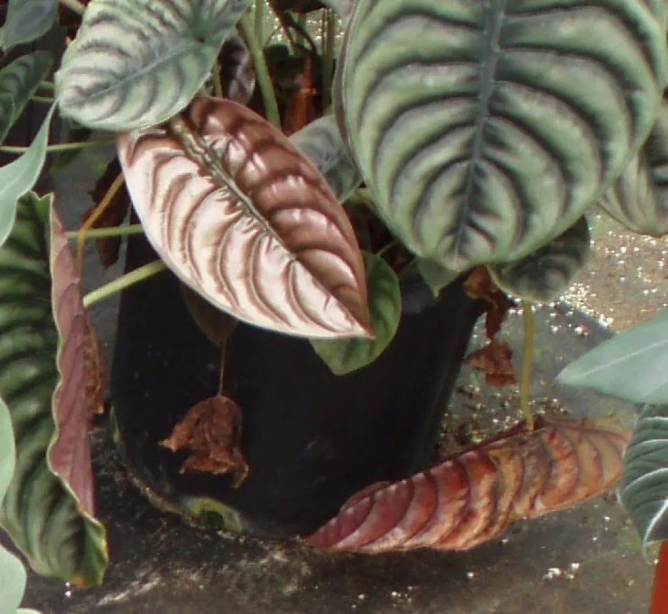 Cultivar Alocasia cuprea metallisiert