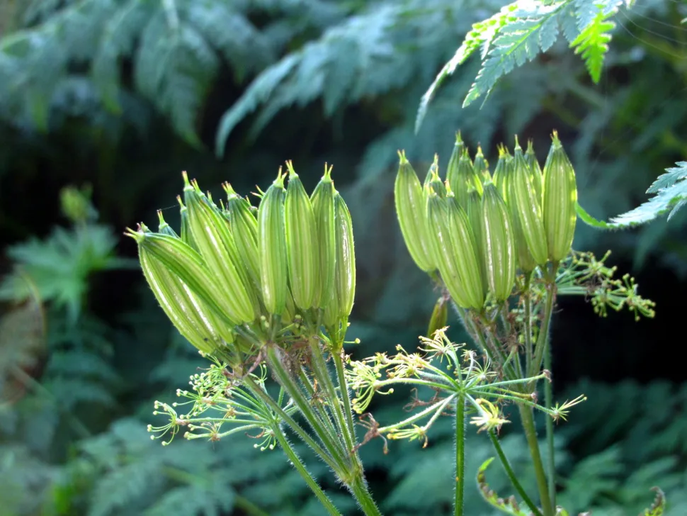 Inflorescence Musk Chervil