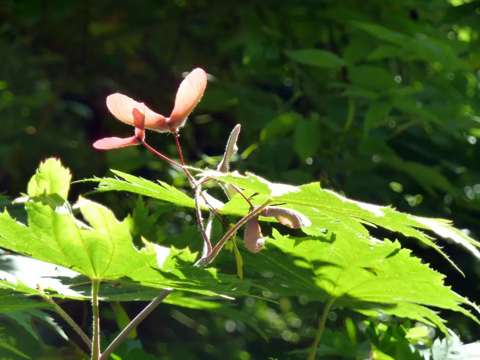 Winged samaras of Japanese maple