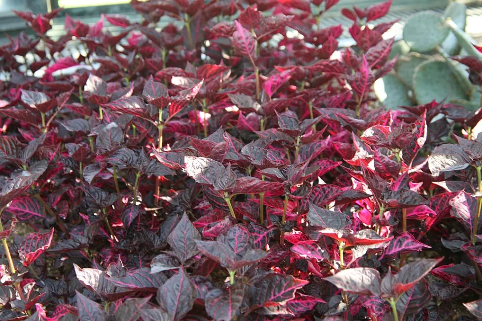 Iresine rossa e verde Iresine 'Acuminata