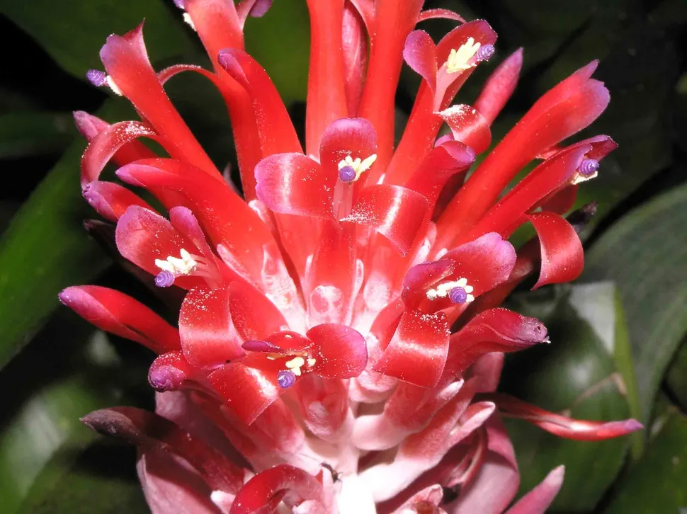Fiori di Billbergia pyramidalis