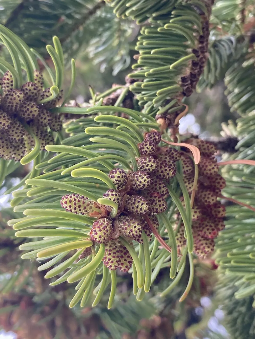 Pinhas Abies nordmanniana