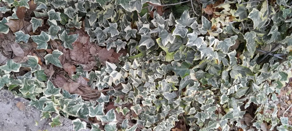 Efeu Hedera helix 'Eva' im Freiland