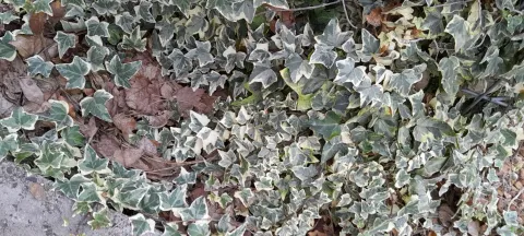 Ivy Hedera helix 'Eva' in the ground