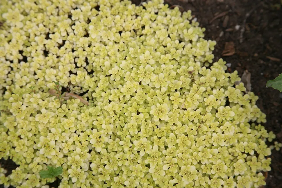 Blomster af Sedum makinoi Ogon