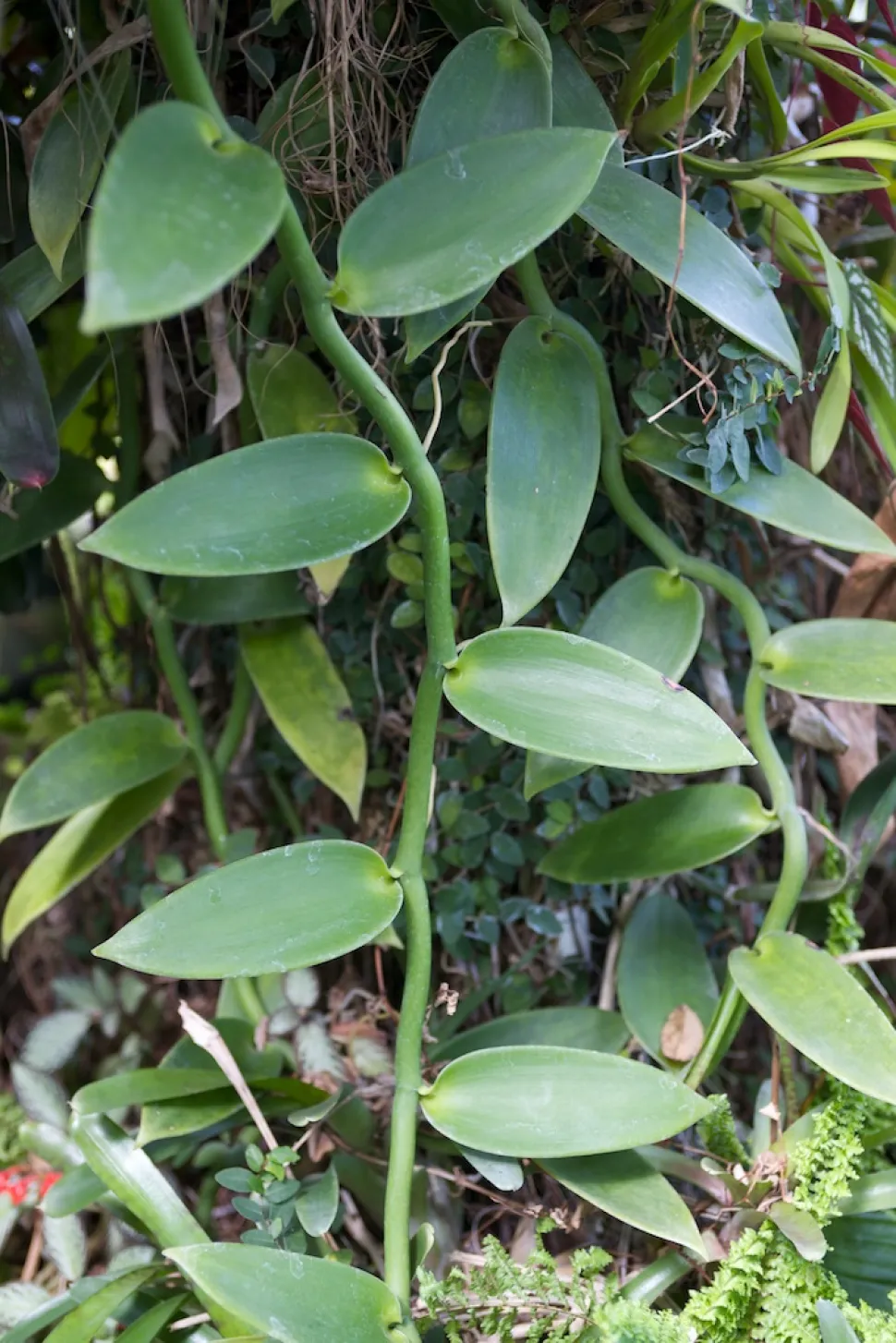 Hojas verdes de vainilla planifolia