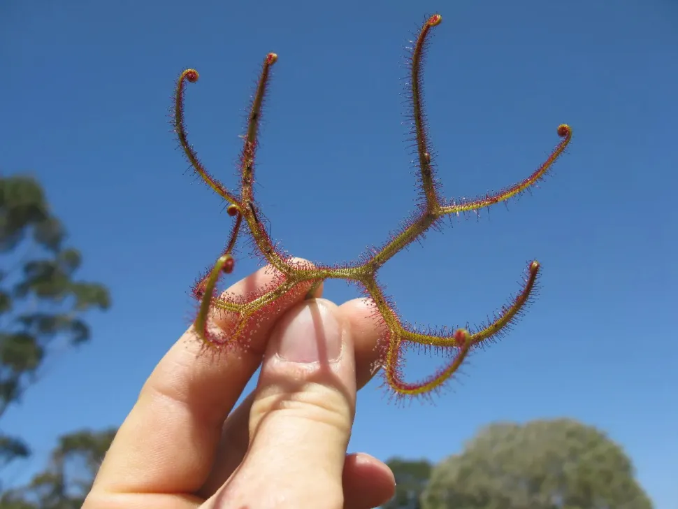 Drosera binata multifida bladeren