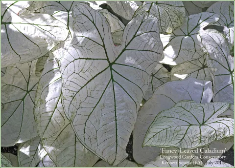 Caladium bicolor candidum green and white leaves