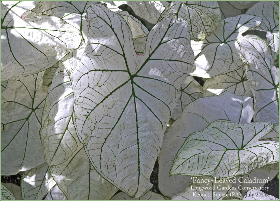 Caladium bicolore candidum hojas verdes y blancas