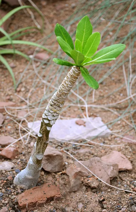 Hawaiian palm in the ground
