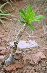 Hawaiian palm in the ground