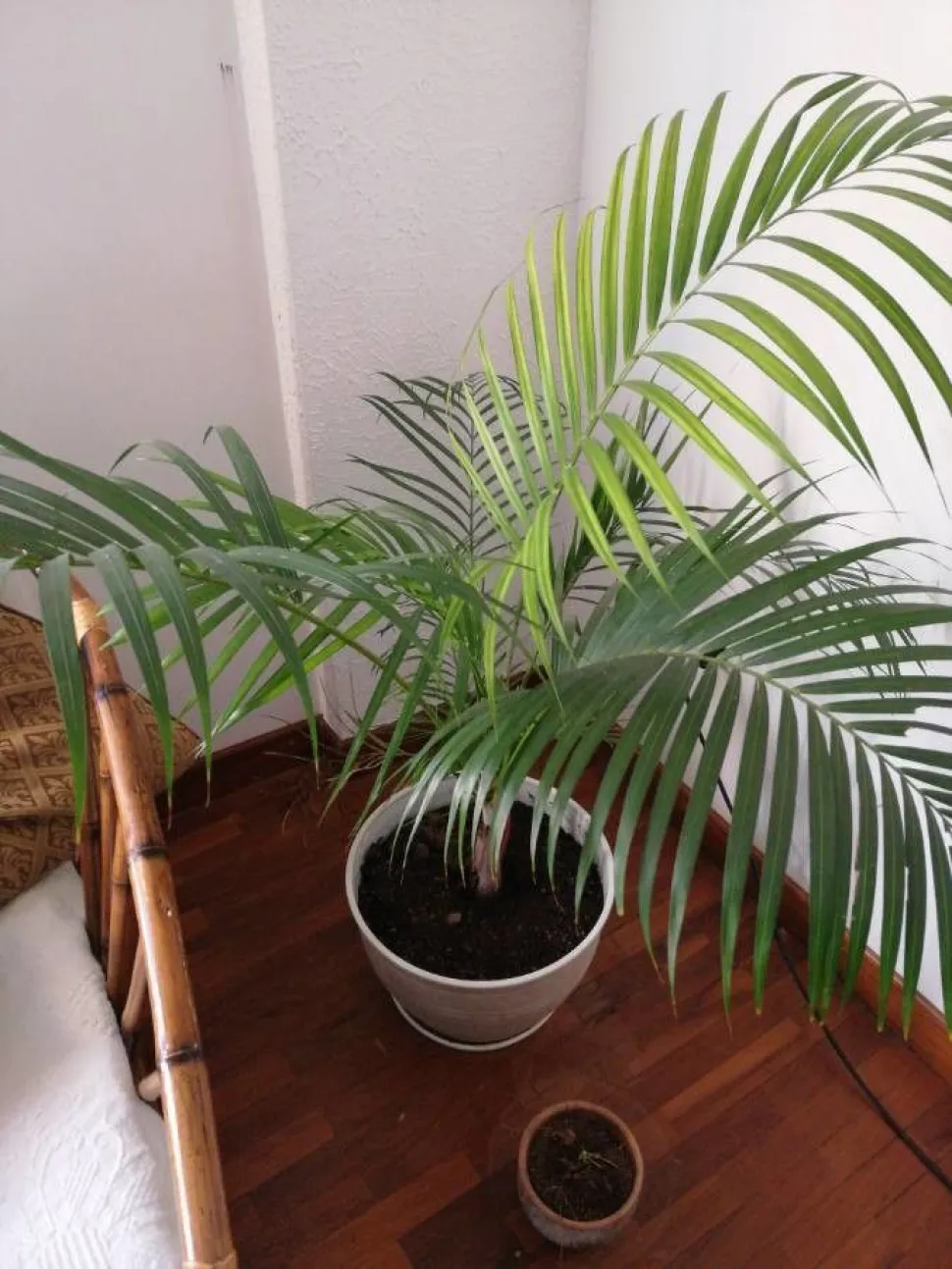 Kentia in vaso