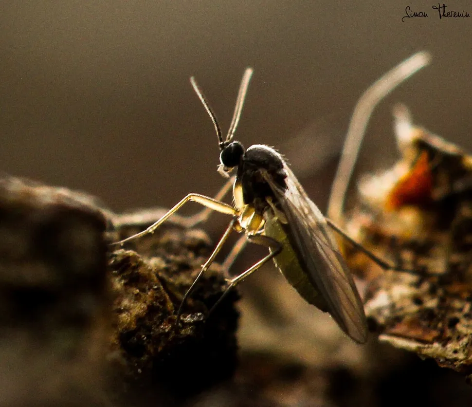 Sciarid soil insect midge