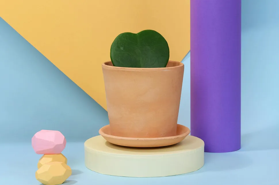 Planta corazón de San Valentín Hoya kerrii