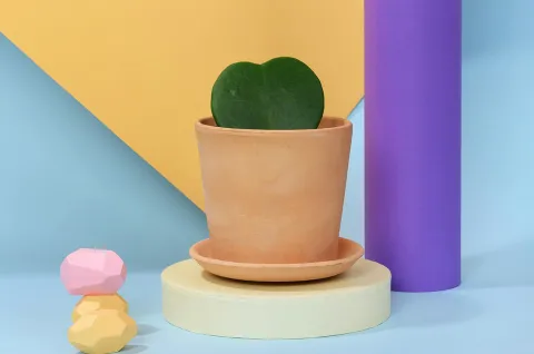 Planta del corazón de San Valentín: Hoya kerrii