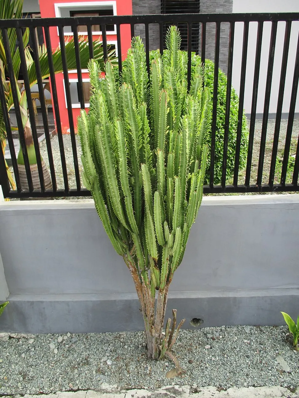 Euphorbia trigona im Freiland