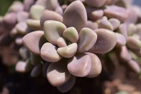 Graptopetalum amethystinum lyserød sukkulent plante