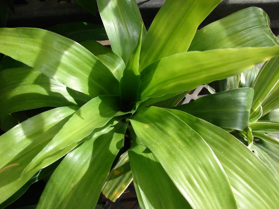 Spiralförmige Blätter von Dracaena fragrans
