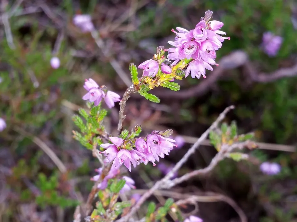 Lilla blomster Caluna vulgaris