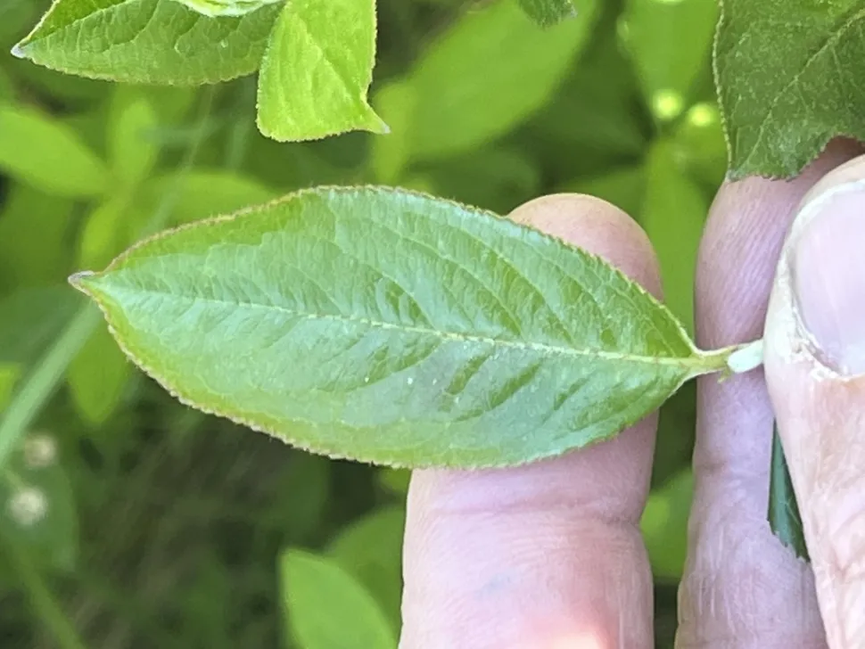 Gekarteld blad Aronia prunifolia