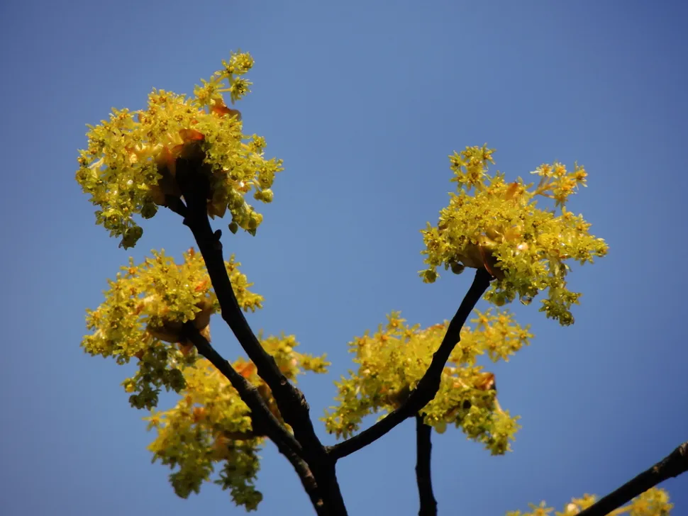 Gule blomster Sassafras randaiense