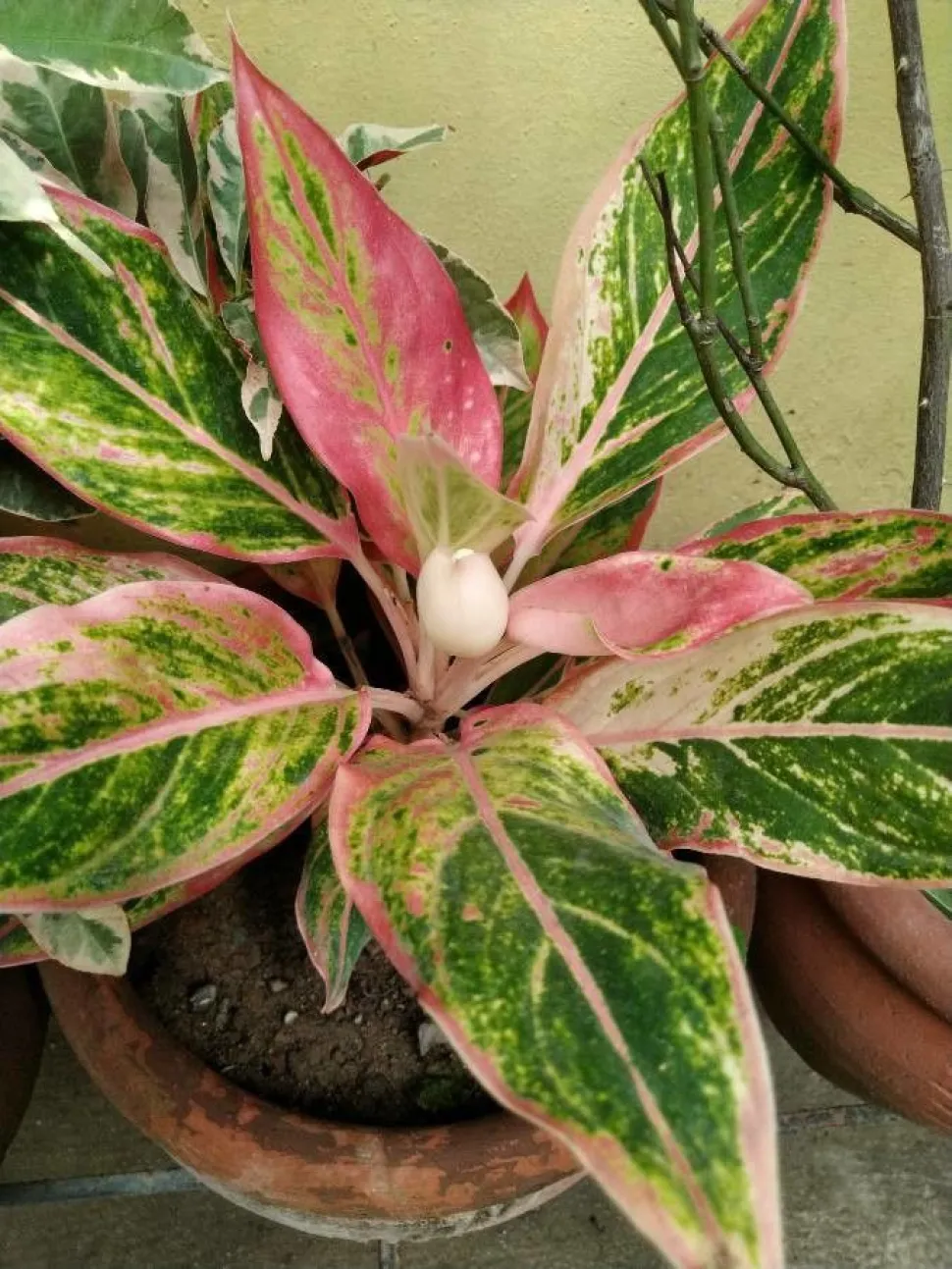 Aglaonema Crete in Innenräumen