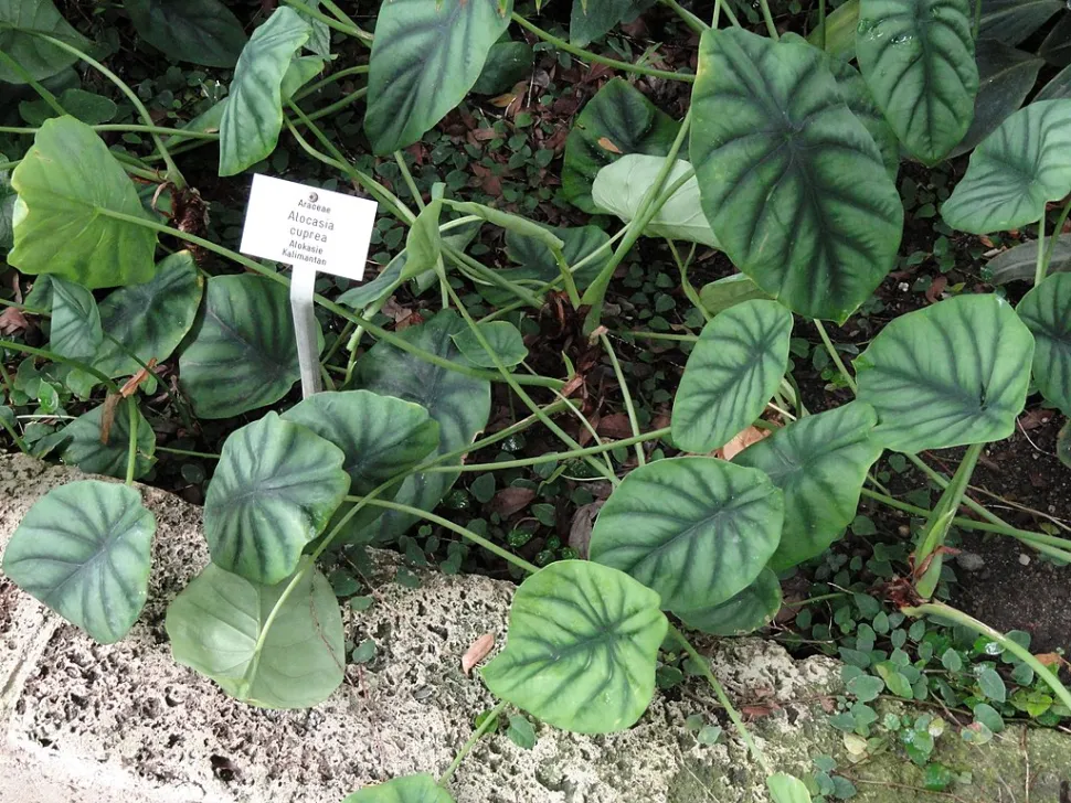 Alocasia cuprea i jorden