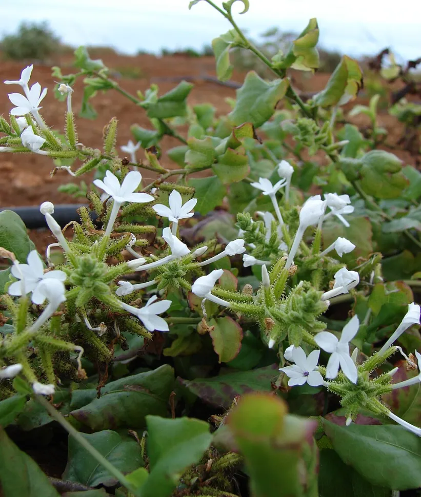 Ceylon hvid plumbago