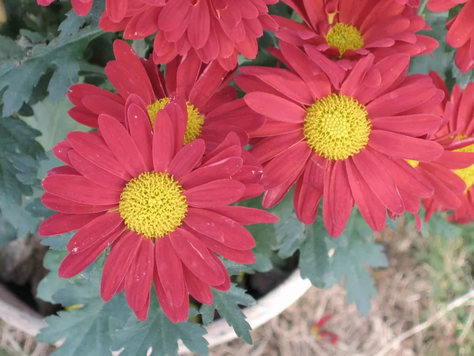 Chrysantheme morifolium rote Blüten