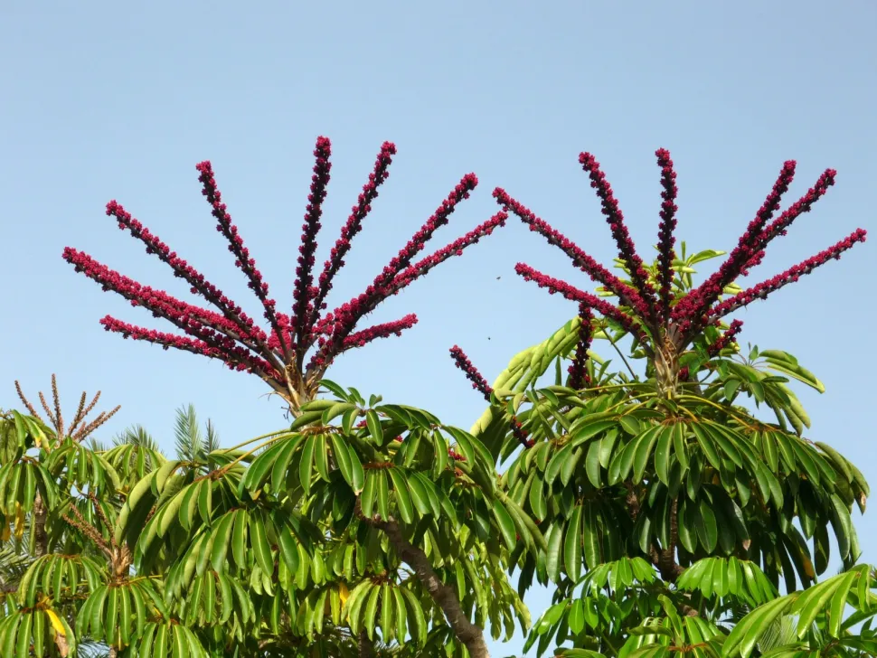 Schefflera actinophylla en flor