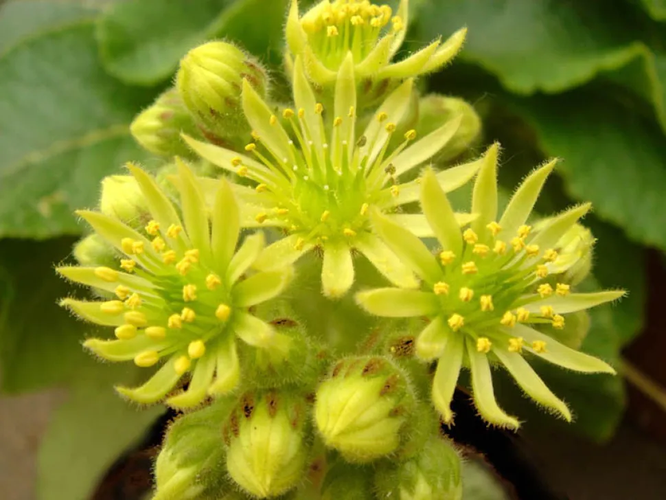 Flor de Sempervivum ciliosum