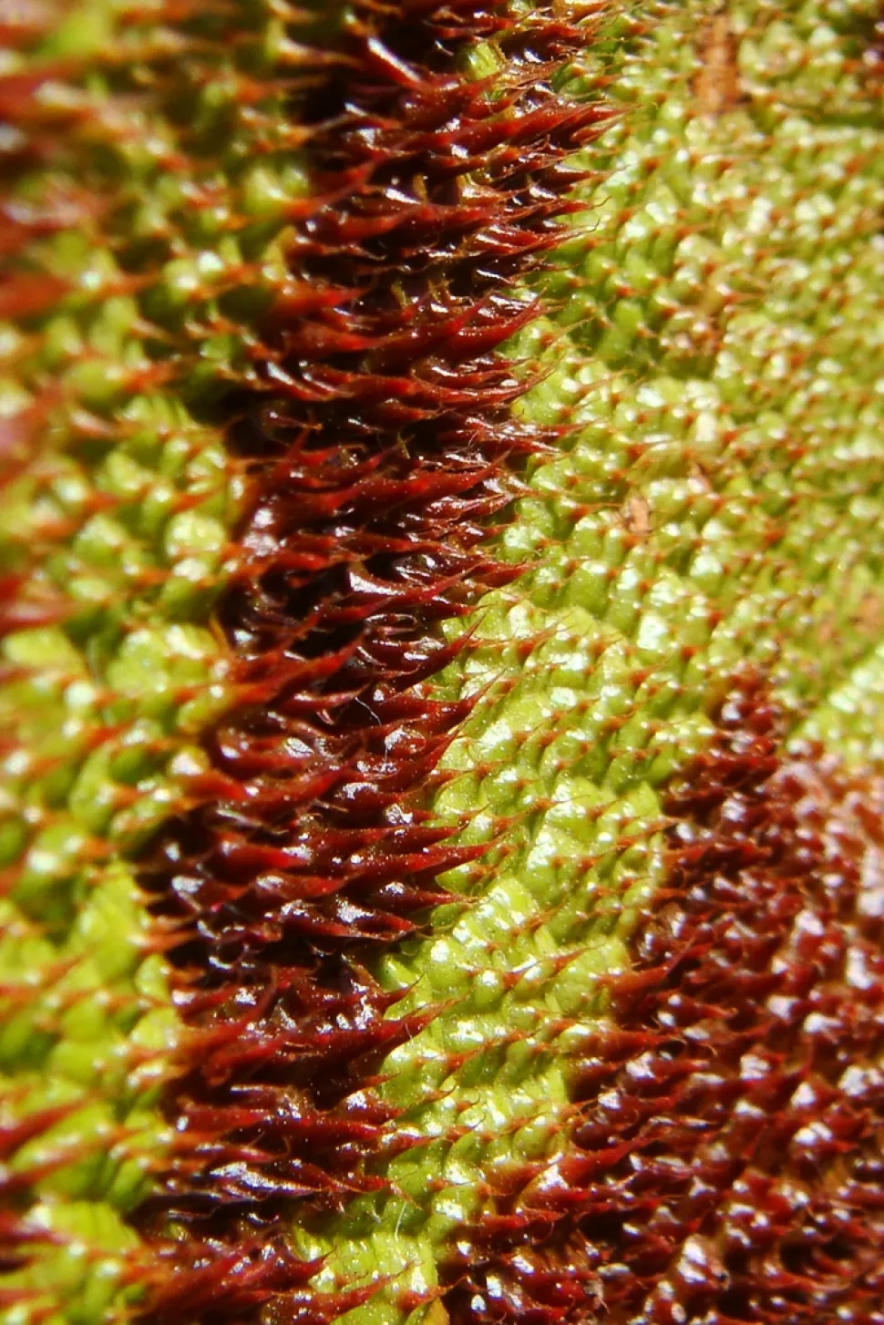 Begonia hår Jernkors