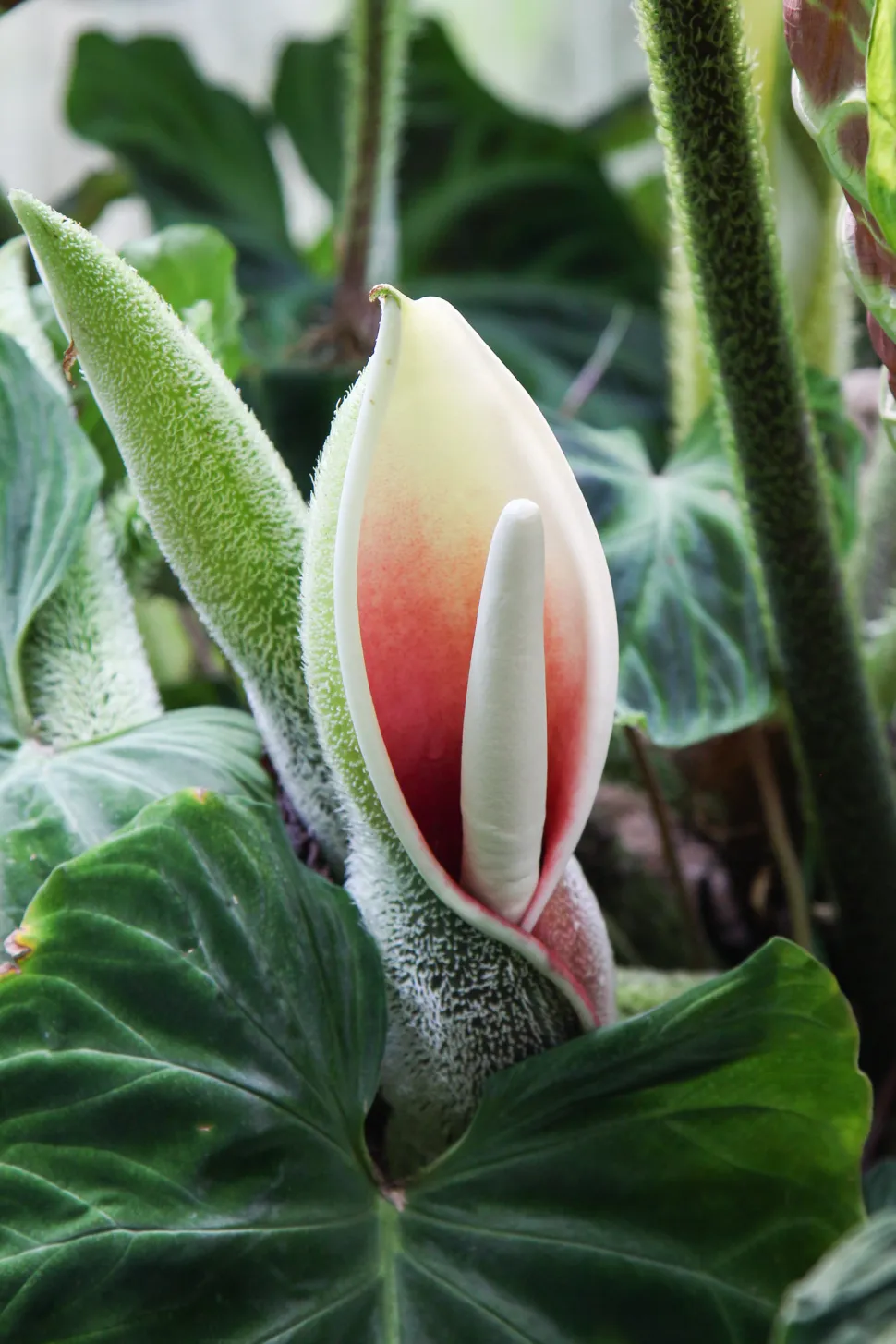 Blomst af philodendron verrucosum